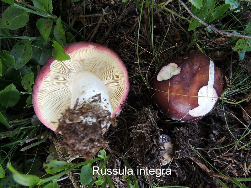 Russula integra-amf1686-1.jpg - Russula integra ; Syn1: Russula polychroma ; Syn2: Russula fusca Quél ; Nom français: Russule des épicéas